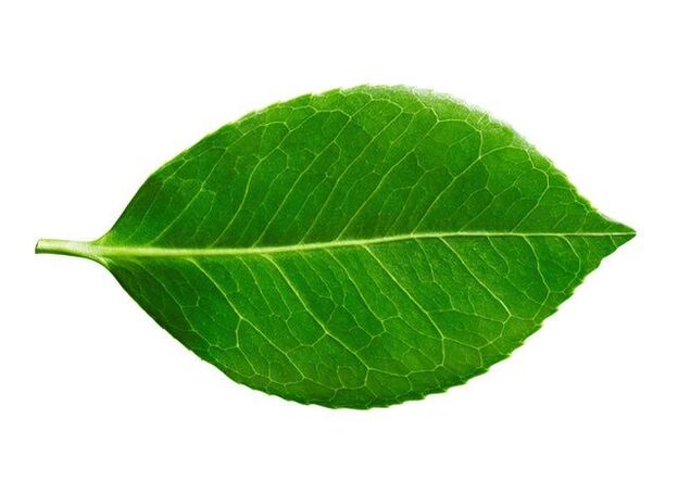 Feuille de buch dans le cadre des capsules de pré-stonorm